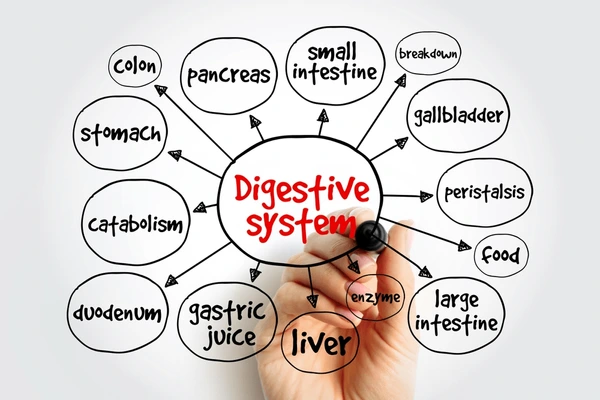 Digestive Timeline